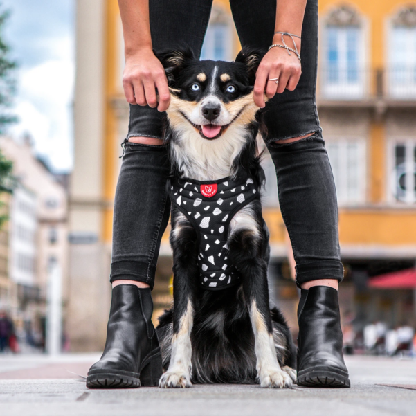 HUNDESELE CHEEKY | Justerbart hundesele med klikspænde | GENTLE PUP - Image 2