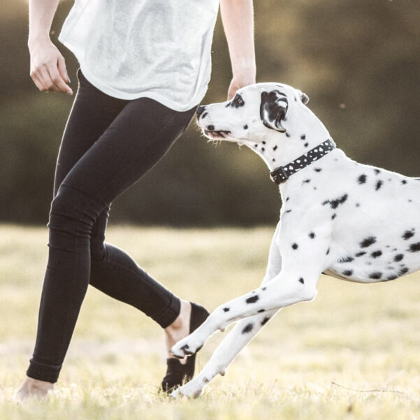 HUNDEHALSBÅND CHEEKY | Justerbart halsbånd med klikspænde - Image 2