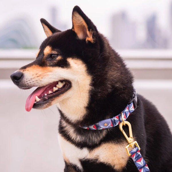 HUNDEHALSBÅND DASHING | Justerbart halsbånd med klikspænde - Image 4