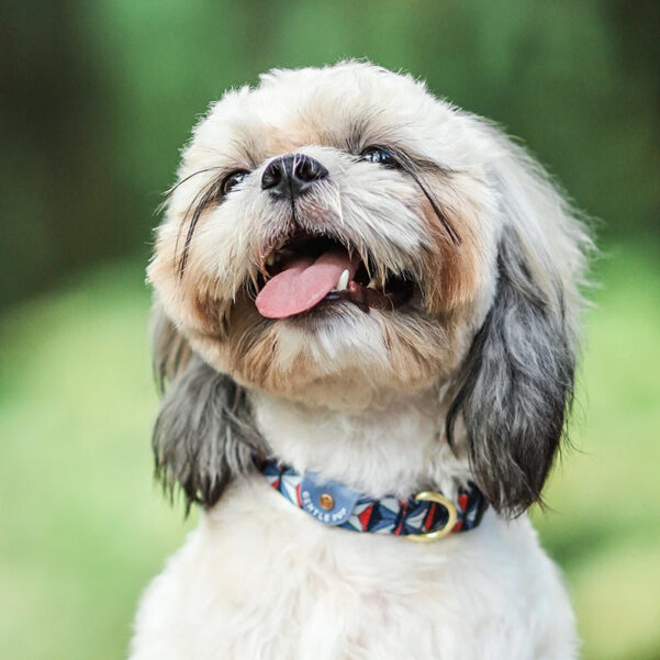 HUNDEHALSBÅND DASHING | Justerbart halsbånd med klikspænde - Image 3