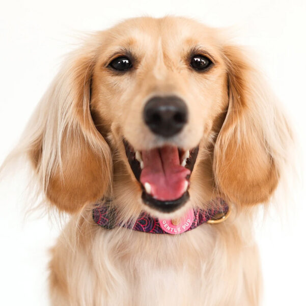 HUNDEHALSBÅND PIPER | Justerbart halsbånd med klikspænde - Image 3