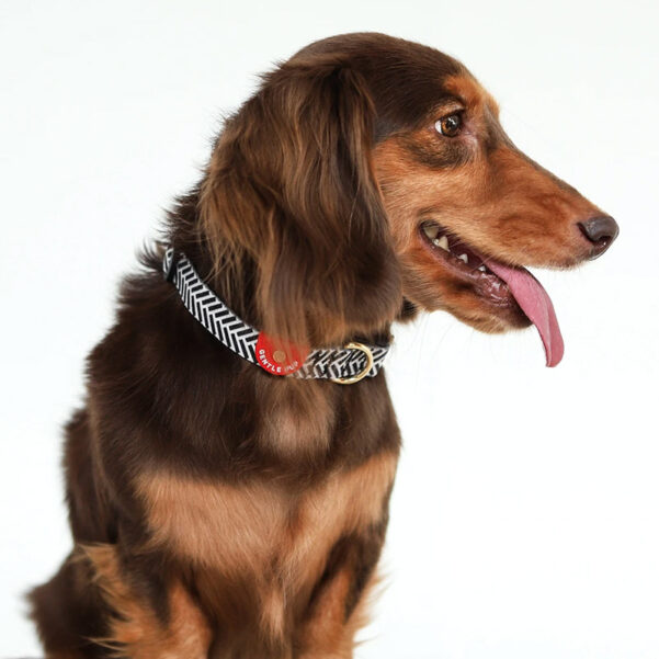 HUNDEHALSBÅND MONO | Justerbart halsbånd med klikspænde - Image 3
