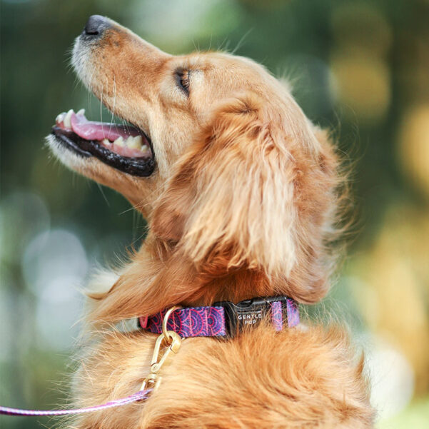 HUNDEHALSBÅND PIPER | Justerbart halsbånd med klikspænde - Image 4