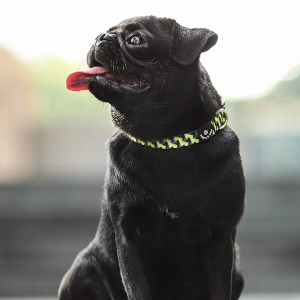 HUNDEHALSBÅND ZIPPY | Justerbart halsbånd med klikspænde - Image 2