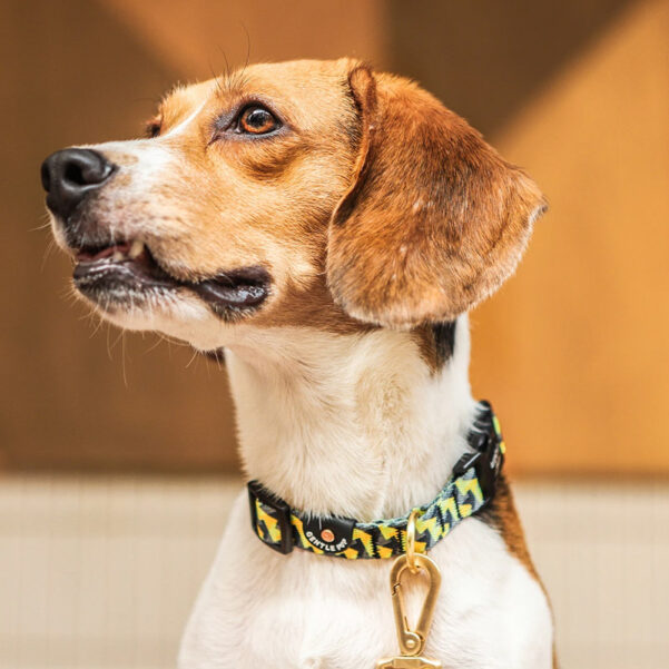 HUNDEHALSBÅND ZIPPY | Justerbart halsbånd med klikspænde - Image 3