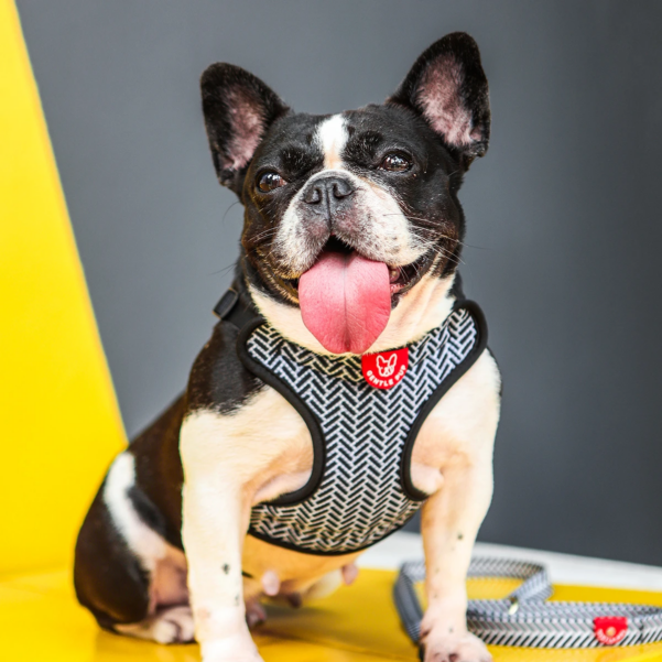 HUNDESELE MONO | Justerbar hundesele med klikspænde - Image 4