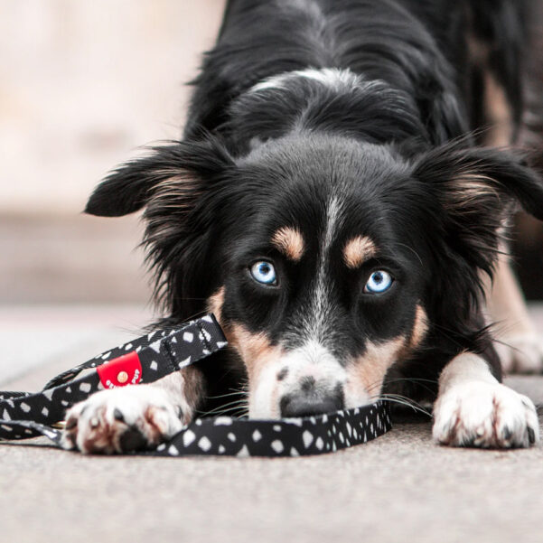 LINE CHEEKY | Enkel og praktisk line i let materiale |  GENTLE PUP - Image 2