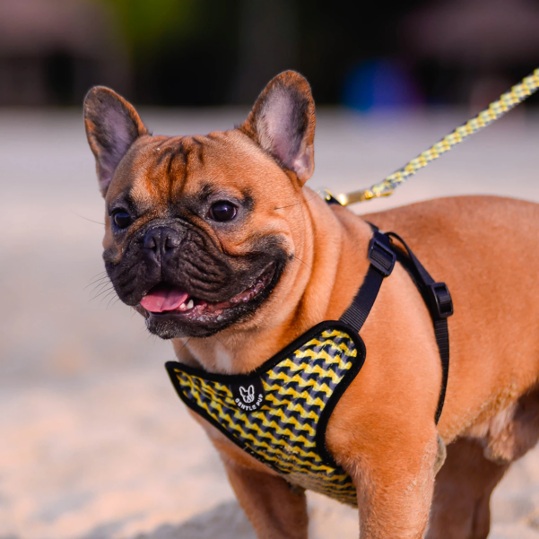 HUNDESELE ZIPPY | Justerbar hundesele med klikspænde | GENTLE PUP - Image 5