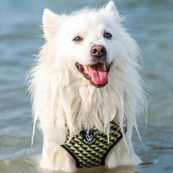 HUNDESELE ZIPPY | Justerbar hundesele med klikspænde | GENTLE PUP - Image 4