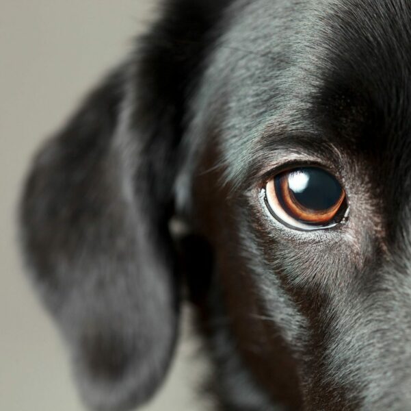 LILA LOVES IT | Øjenpleje til hunde - Image 2