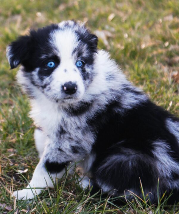 PROFINE HVALPEFODER | Fuldfoder med kylling til hvalpe og juniorhunde til store racer - Image 2