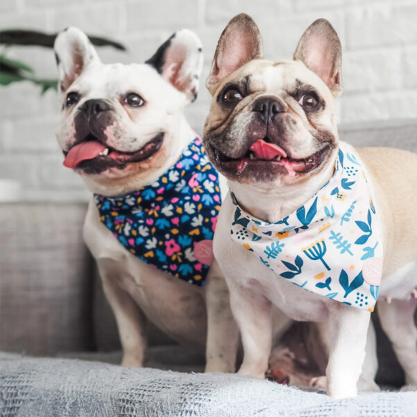 BANDANA SCANDI SPRING | Til hund og kat - Image 2