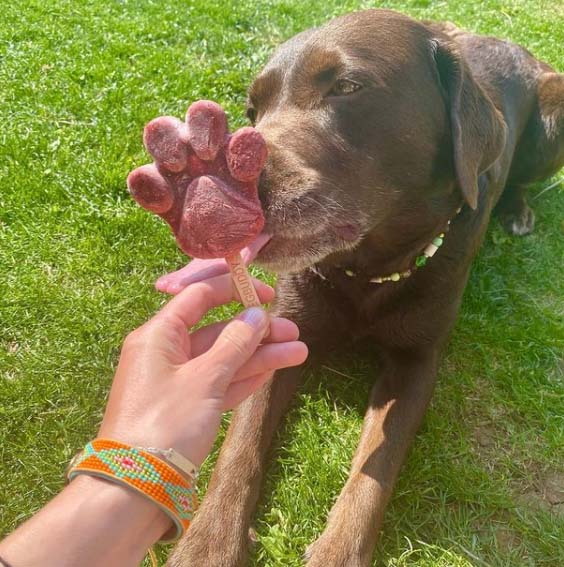 Spørg hundedyrlægerne - kan hunde dø af is?