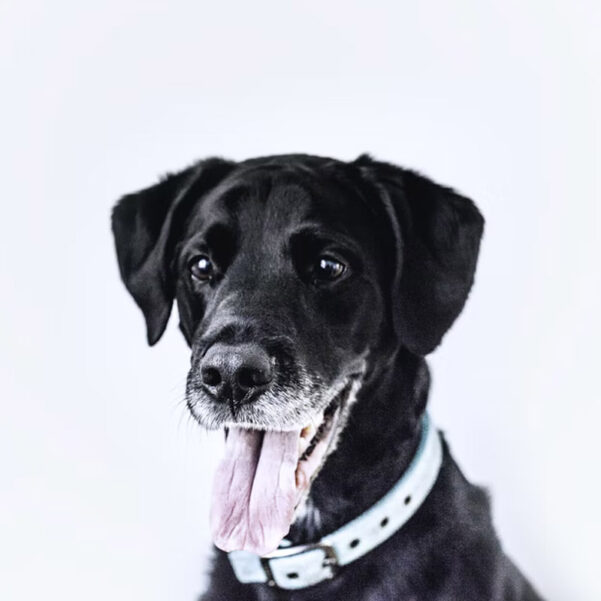 GO SLOW hundeskål | Kan benyttes af alle hunde - Image 3